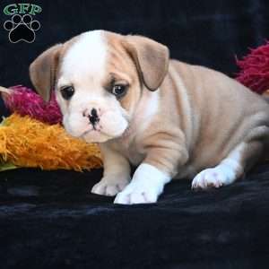 Oliver, Miniature Bulldog Puppy